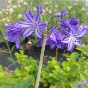 Agapanthus 'Northern Star'